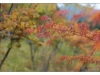 Korea - Day 13 - Nami Seom - 12